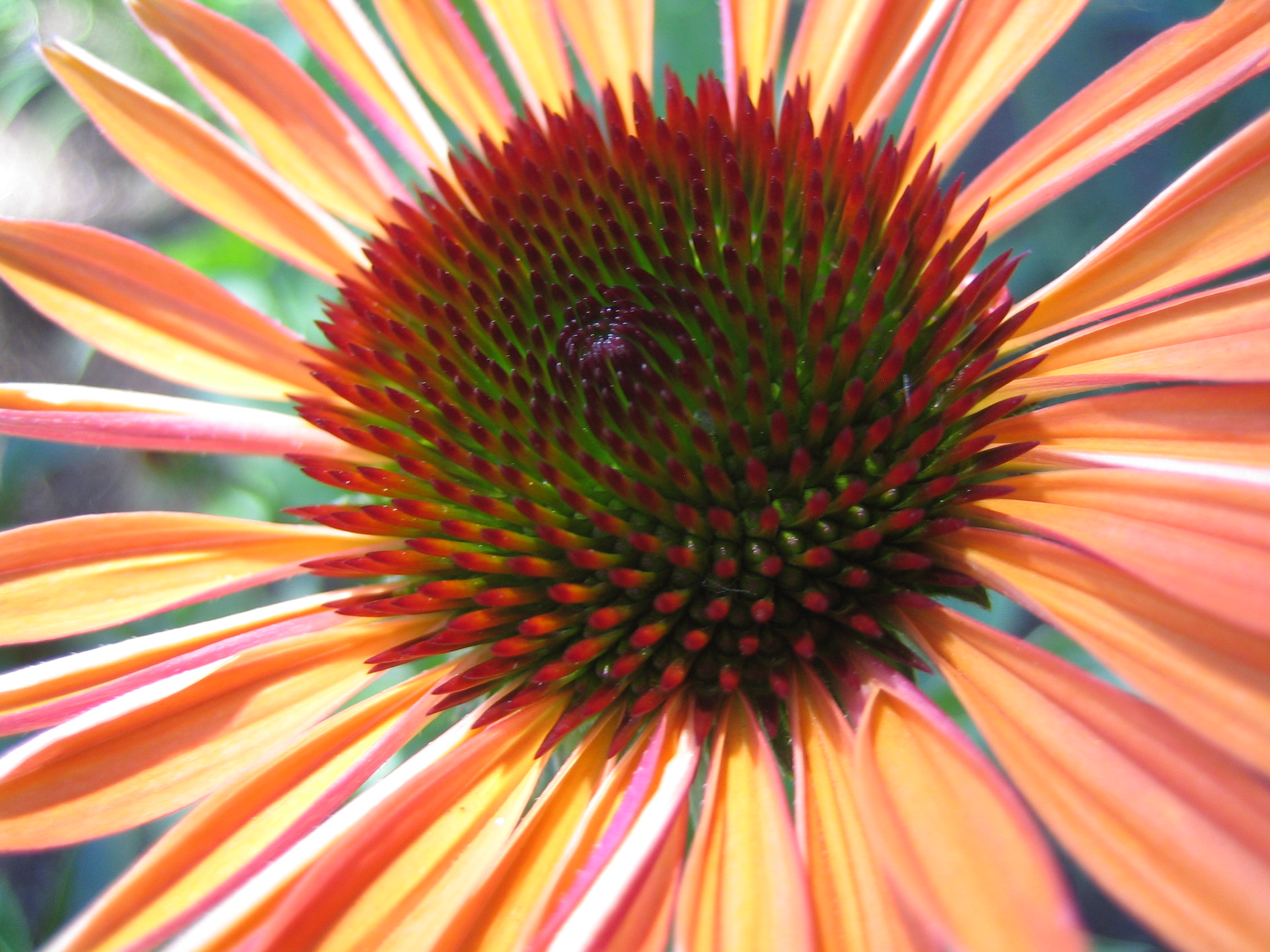 echinacea, my fibonacci of pisa